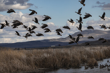 Geese and ducks in the winter in Northern California 