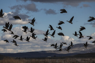Geese and ducks in the winter in Northern California 