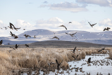 Geese and ducks in the winter in Northern California 