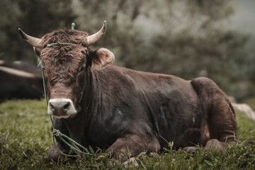 toro en campo de sembrío para fondos y diseños, bull