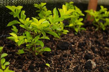 plantación de plantas ayudando al planeta © anderson