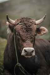 toro en campo de sembrío para fondos y diseños, bull