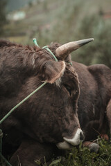toro en campo de sembrío para fondos y diseños, bull