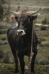 toro en campo de sembrío para fondos y diseños, bull