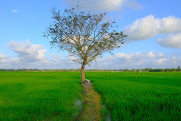 Beautiful sunrise with an alone tree over the paddy field at Selising, Pasir Puteh, Kelantan, Malaysia. Noise is visible in large view due to low light condition.
