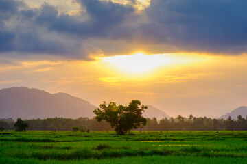 Beautiful view of lonely tree during evening sunsets at paddy field near countryside, Pasir Puteh, Kelantan, Malaysia.