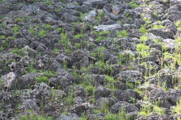 Close up of rocks and moss