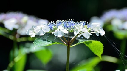 初夏の白いガクアジサイの花
