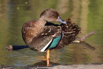 African Black Duck, Kruger National Park