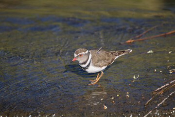 Three-banded Plover, Kruger National Park