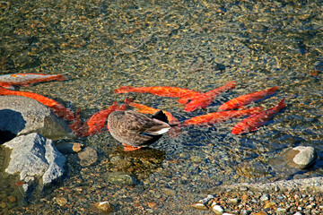 A teal and koi fish in the stream