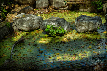 Sunbeams lighting down cairn of stones and green plants in the pond. Beautiful background for wallpaper, Selective focus.