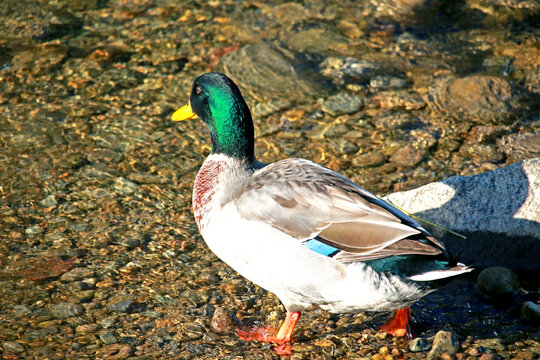 A teal in the stream