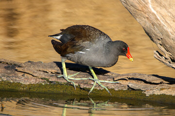 Common Moorhen, Kruger National Park