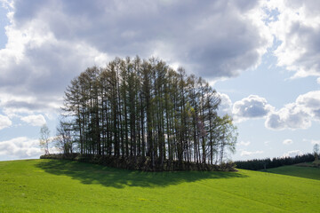 春の緑の丘の上のカラマツ林
