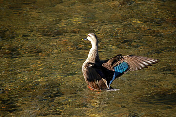 A teal in the stream