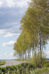 初夏のシラカバ並木
