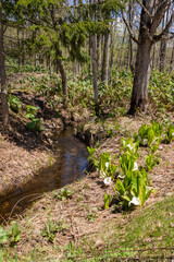 春の小川とミズバショウ
