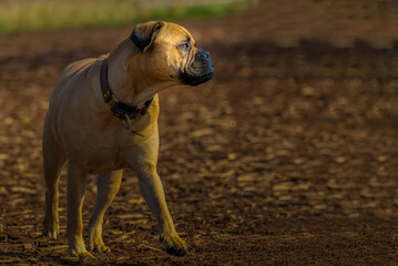 Fototapeta premium 2022-03-05 A YOUNG BULLMASTIFF AT A OFF LEASH DOG AREA IN MARYMOOR PARK FACING RIGHT IN THE PICTURE FRAME IN REDMOND WASHINGTON