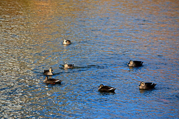 A teal in the stream