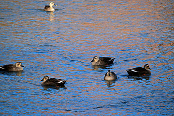 A teal in the stream