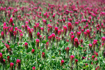 A closeup look at a field of blooming red clover, vivid pink against green, as a vivid background texture or scenic view of farming.
