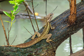 Lizard at Coiba Island Panama