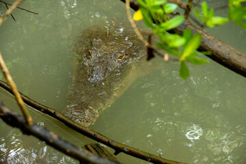 Alligator eye at Coiba Island Panama