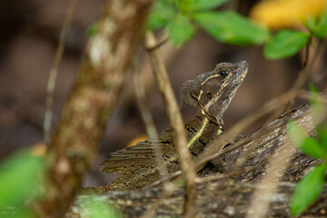 Lizard at Coiba Island Panama