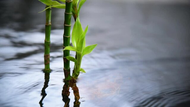 water bamboo plant