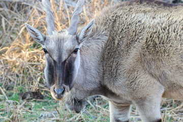 Eland Cow, Addo Elephant National Park