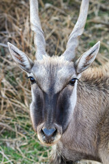 Eland Cow, Addo Elephant National Park
