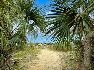 Palm tree path with water and blue sky in background