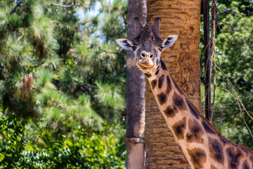 Giraffe in the zoo
