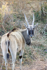 Eland Cow, Addo Elephant National Park