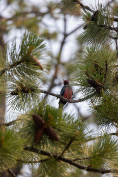 Lewis's Woodpecker