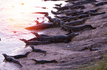 several alligators in rio do pantanal brazilian