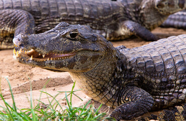 alligator in rio do pantanal brazilian