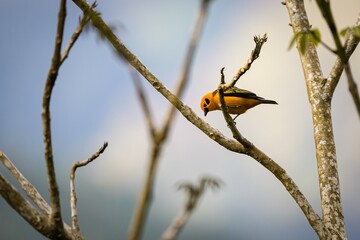 Golden tanager (tangara arthus) on a tiny branch, looking down, against bright blurred background, Salento, Valle de Cocora, Columbia