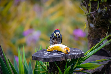 Acorn woodpecker (Melanerpes formicivorus) perched on a wooden feeding place with banana in front, blurred natural background, Salento, Valle de Cocora, Columbia
