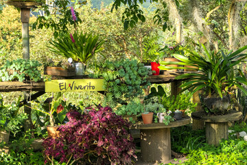 The nursery - a idyllic place with herbs and other plants in pots on wooden planks and tables on a coffee farm in Salento, Colombia