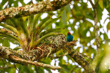 Bay-headed tanager (Tangara gyrola) perched on a branch inside a tree, blurred green leaves in background, Salento, Valle de Cocora, Columbia