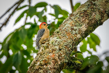 Red-crowned woodpecker (Melanerpes rubricapillus) perched on a tree trunk, side view, with white, green, litchen against blurred green leaves in background, Salento, Valle de Cocora, Columbia