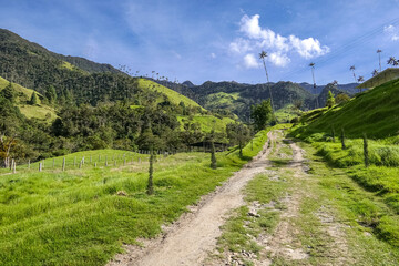 A pathway leads into idyllic landscape of lush green Cocora Valley with isolated tall wax palm...