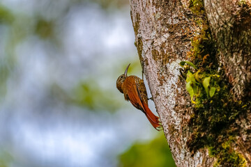 Montane woodcreeper (lepidocolaptes lacrymiger,) perched on a tree trunk against bright blurred background, Salento, Colombia