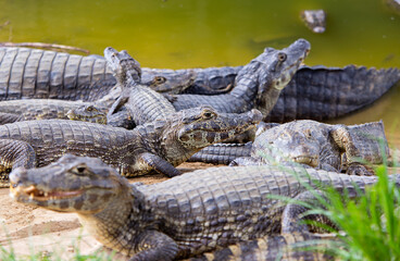 several alligators in rio do pantanal brazilian