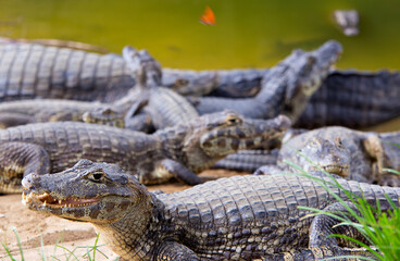 several alligators in rio do pantanal brazilian