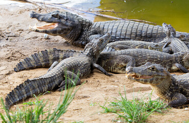 several alligators in rio do pantanal brazilian