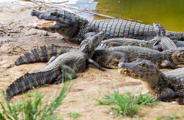 several alligators in rio do pantanal brazilian