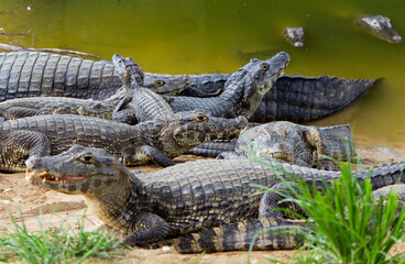 several alligators in rio do pantanal brazilian